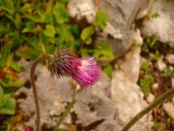2013-08-18_Regina-F-Rau_Schachen_Blumen  (216).JPG